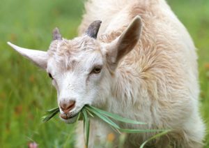 Animals at Barnabrow East Cork